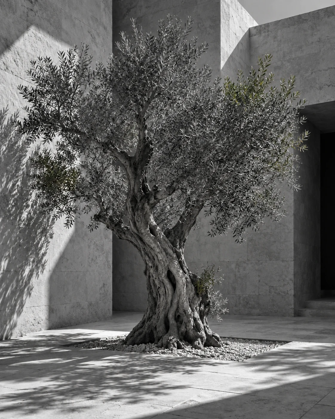 An imagined olive courtyard, a visual expression of patience and lasting growth